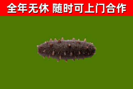 滨海新区回收海参干